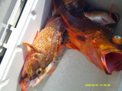 ゆたか丸の2026年3月1日(日)4枚目の写真