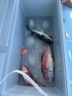 八坂丸の2026年3月1日(日)1枚目の写真