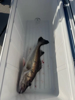 八坂丸の2026年3月1日(日)2枚目の写真