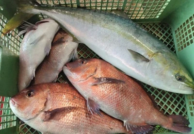 フィッシングランド日向の2026年1月30日(金)1枚目の写真