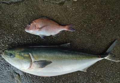 フィッシングランド日向の2026年1月28日(水)1枚目の写真