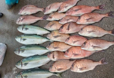 フィッシングランド日向の2026年1月27日(火)1枚目の写真