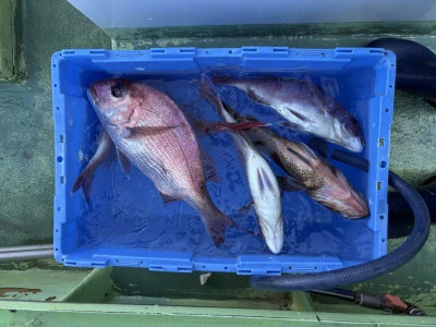 青木丸の2026年3月4日(水)2枚目の写真