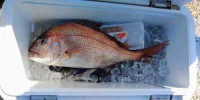 瀬渡し 浜栄丸の2026年3月4日(水)2枚目の写真