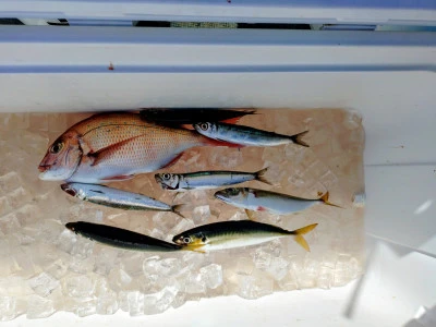 ゆきみ丸の2026年3月4日(水)5枚目の写真