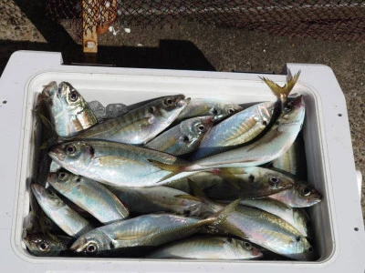 釣船 五郎丸の2026年3月5日(木)2枚目の写真