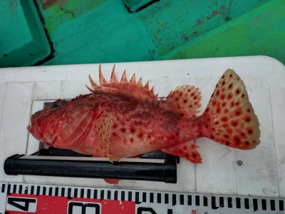 第八鶴丸の2026年3月6日(金)1枚目の写真