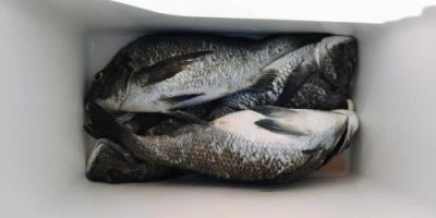 瀬渡し 浜栄丸の2026年3月5日(木)1枚目の写真