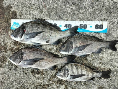 日の出渡船の2026年3月6日(金)1枚目の写真