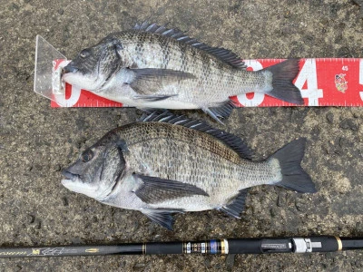 日の出渡船の2026年3月6日(金)2枚目の写真