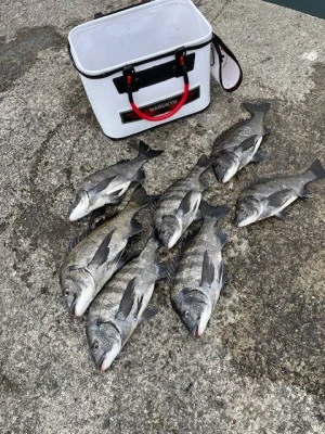 日の出渡船の2026年3月6日(金)3枚目の写真