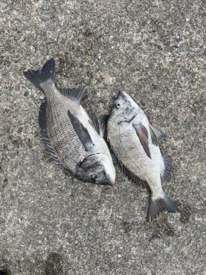 日の出渡船の2026年3月6日(金)4枚目の写真