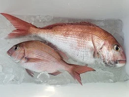 海桜丸の2026年3月1日(日)1枚目の写真