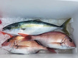 海桜丸の2026年3月1日(日)2枚目の写真