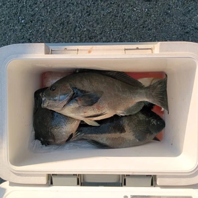 北浦瀬渡し FŪの2026年3月7日(土)3枚目の写真