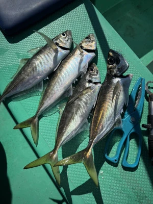 日正丸の2026年3月8日(日)5枚目の写真