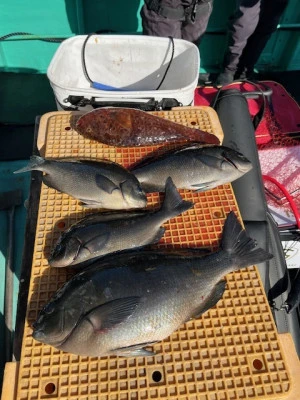 とせん丸の2026年3月8日(日)2枚目の写真