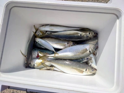 釣船 五郎丸の2026年3月8日(日)1枚目の写真