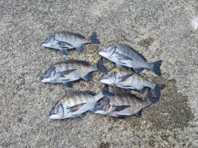 日の出渡船の2026年3月8日(日)3枚目の写真