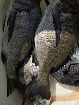 日の出渡船の2026年3月8日(日)4枚目の写真