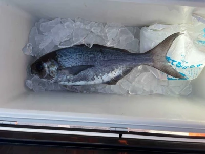 鶴丸の2026年3月8日(日)1枚目の写真