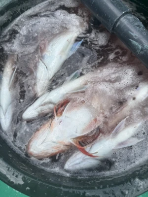 日正丸の2026年3月9日(月)4枚目の写真