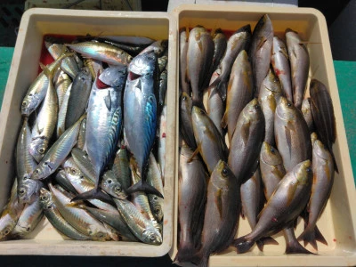 江戸っ子丸の2026年3月9日(月)5枚目の写真