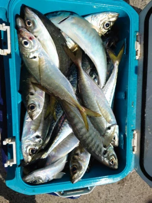 釣船 五郎丸の2026年3月9日(月)1枚目の写真