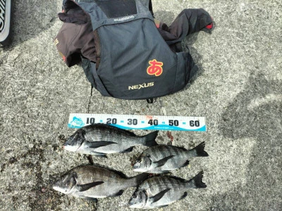 日の出渡船の2026年3月9日(月)2枚目の写真