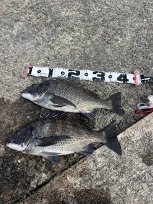 日の出渡船の2026年3月9日(月)3枚目の写真