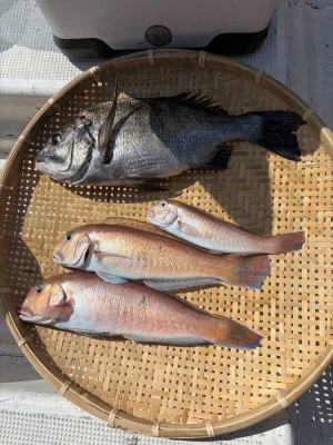 鶴丸の2026年3月9日(月)1枚目の写真