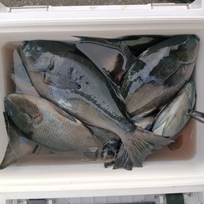 北浦瀬渡し FŪの2026年3月9日(月)5枚目の写真