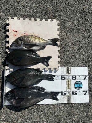 川端渡船の2026年3月10日(火)2枚目の写真