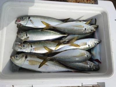 釣船 五郎丸の2026年3月10日(火)2枚目の写真