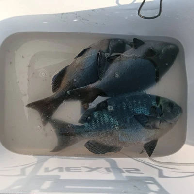 北浦瀬渡し FŪの2026年3月10日(火)1枚目の写真