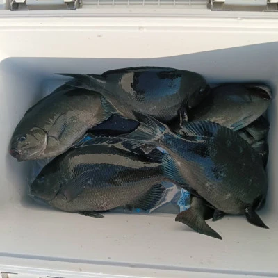 北浦瀬渡し FŪの2026年3月10日(火)2枚目の写真