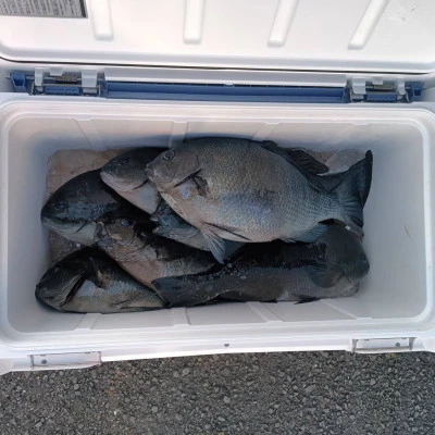 北浦瀬渡し FŪの2026年3月10日(火)4枚目の写真