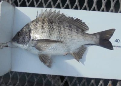 脇田海釣り桟橋の2026年3月9日(月)1枚目の写真