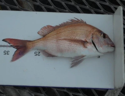 脇田海釣り桟橋の2026年3月9日(月)2枚目の写真