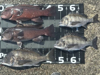 日の出渡船の2026年3月11日(水)1枚目の写真