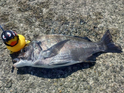 日の出渡船の2026年3月11日(水)3枚目の写真