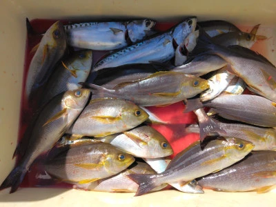 江戸っ子丸の2026年3月11日(水)3枚目の写真