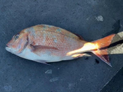 とせん丸の2026年3月11日(水)2枚目の写真