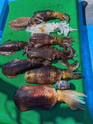 日正丸の2026年3月11日(水)2枚目の写真