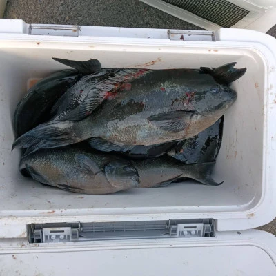 北浦瀬渡し FŪの2026年3月11日(水)2枚目の写真