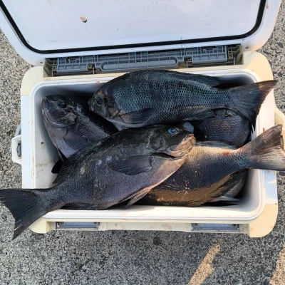 北浦瀬渡し FŪの2026年3月11日(水)3枚目の写真