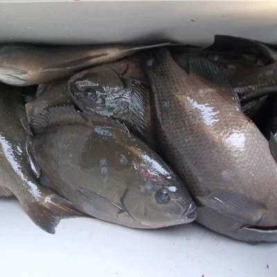 北浦瀬渡し FŪの2026年3月11日(水)4枚目の写真