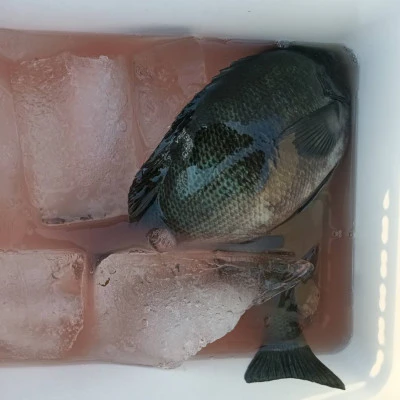 北浦瀬渡し FŪの2026年3月11日(水)5枚目の写真