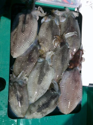 平良丸の2026年3月12日(木)4枚目の写真