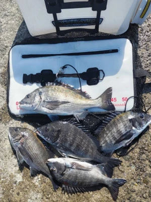 日の出渡船の2026年3月12日(木)1枚目の写真